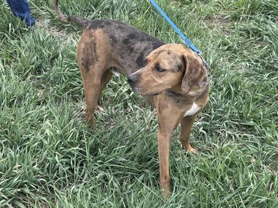 Ollie, Catahoula Leopard Dog, adult, available for adoption