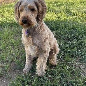 Mable, Poodle / Golden Retriever, young, available for adoption