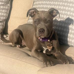 Jazmine, Pit Bull Terrier, puppy, available for adoption