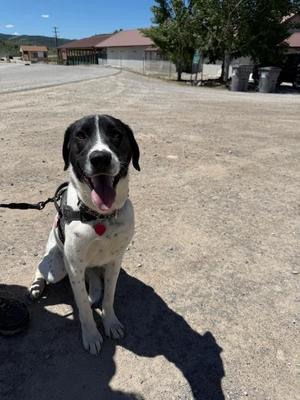 Ridge, Border Collie / Rhodesian Ridgeback, young, available for adoption