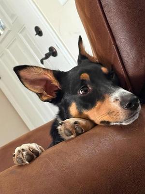 Leo, Border Collie, puppy, available for adoption