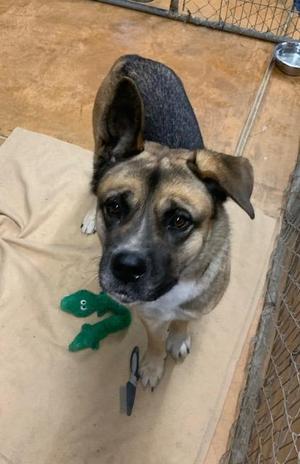 Akira, Akita / Shepherd, adult, available for adoption