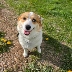 Niko & Astrid, Mixed Breed / Corgi, adult, available for adoption
