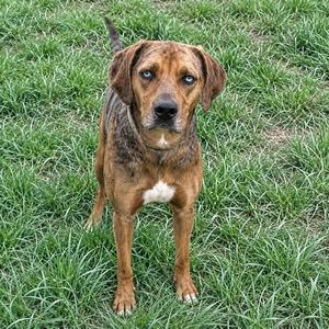 Ollie, Catahoula Leopard Dog, adult, available for adoption