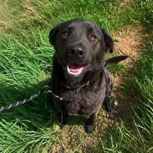 Patsy, Australian Shepherd / Chow Chow, young, available for adoption