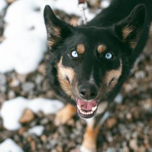 Princess, Husky / German Shepherd Dog, young, available for adoption