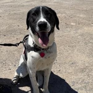Ridge, Border Collie, young, available for adoption