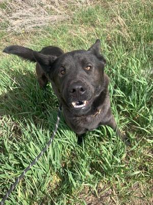 Patsy, Husky / Chow Chow, young, available for adoption
