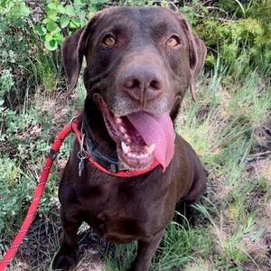 Copper, Chocolate Labrador Retriever, young, available for adoption