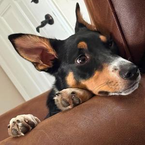 Leo, Border Collie, young, available for adoption