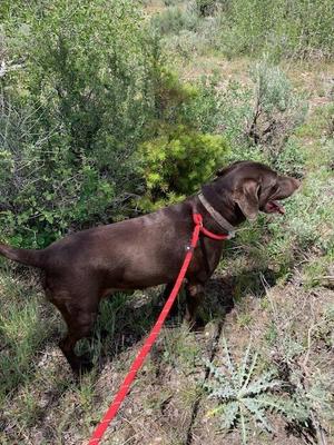 Copper, Chocolate Labrador Retriever / German Shorthaired Pointer, adult, available for adoption