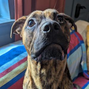 Rolo, Boxer, adult, available for adoption
