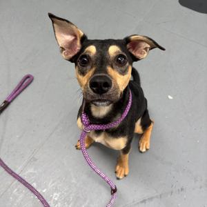 A small black and tan dog with large ears and a purple leash, sitting on a gray surface.