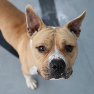 a close-up of a brown and white dog looking up at the camera