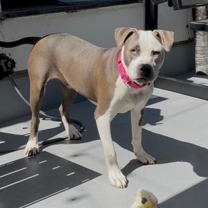 Bruno FKA Sunny Side, Mixed Breed (Large), adult, available for adoption