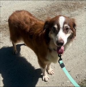 Ginger, Australian Shepherd, adult, available for adoption