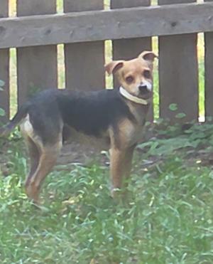 A small dog with a black and tan coat stands in a grassy area near a wooden fence. The dog has a white collar and is looking directly at the camera.