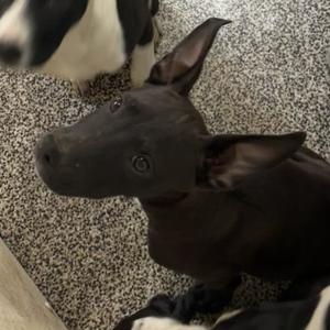 Chandler, Border Collie/Retriever, puppy, available for adoption