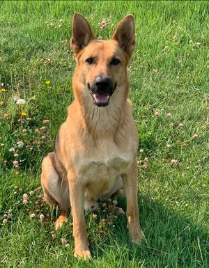 A German Shepherd dog sitting in a grassy field with flowers.