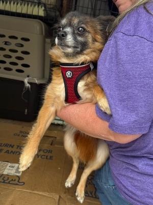 Foxey, Pomeranian, adult, available for adoption