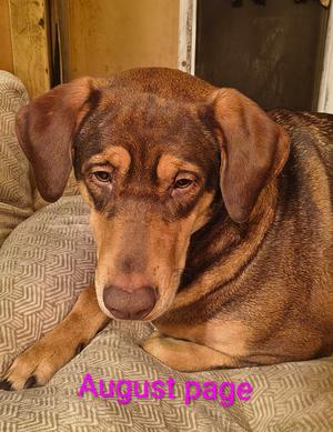 A brown dog with floppy ears is lying down on a patterned couch, looking sad.