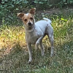 A small white dog with brown patches standing in a grassy area.