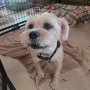 A small white dog with fluffy fur sitting on a brown towel in a cage.