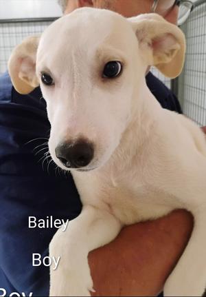 Bailey, Labrador Retriever/Collie, young, available for adoption
