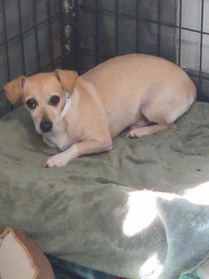 A small tan dog with a white chest and face lying on a green blanket inside a wire cage.