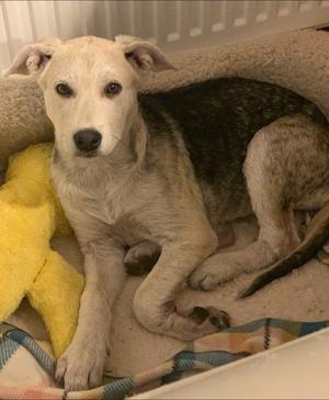 Brown sugar, German Shepherd Dog/Australian Shepherd, young, available for adoption