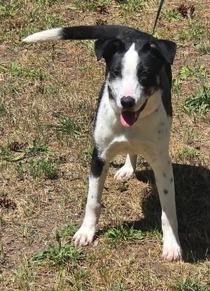 Julep, Border Collie, young, available for adoption