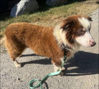 George, Australian Shepherd, adult, available for adoption