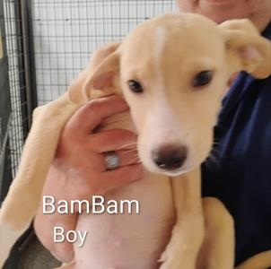 Bam Bam, Labrador Retriever/Collie, young, available for adoption