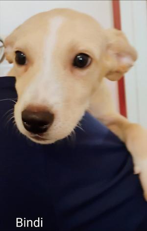 Bindi, Labrador Retriever/Collie, young, available for adoption