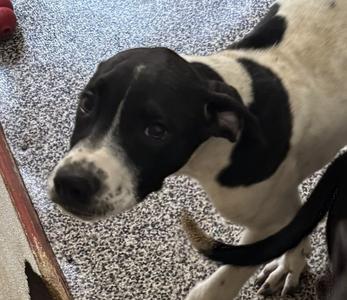 Joey, Border Collie/Retriever, puppy, available for adoption