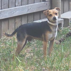 a small dog standing in a grassy area with a wooden fence in the background
