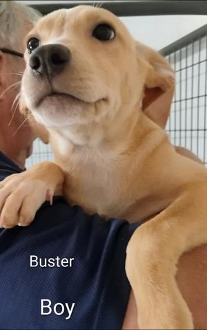 Buster, Labrador Retriever/Collie, young, available for adoption