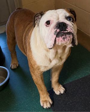 Janice, English Bulldog, adult, available for adoption