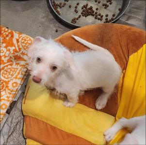Joshua, Wirehaired Terrier/Poodle - Miniature, puppy, available for adoption