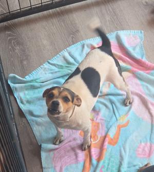 A small dog with a black and white coat standing on a colorful towel. The dog has a black patch on its back and is looking directly at the camera. The background is a wooden floor with a black metal structure partially visible.