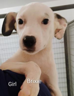 Brixie, Labrador Retriever/Collie, young, available for adoption