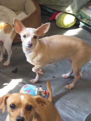 Bekka, Chihuahua, adult, available for adoption