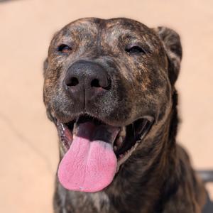 A close-up of a brindle-colored dog with a pink tongue hanging out, looking up with a happy expression.