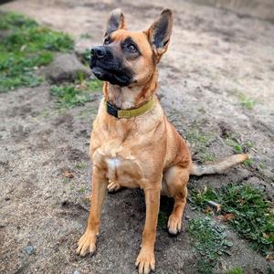 Player, Shepherd, adult, available for adoption