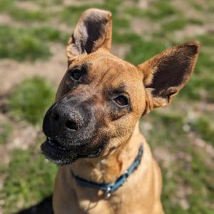 Player, Shepherd, adult, available for adoption