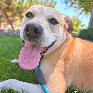 Oso, Terrier, American Pit Bull, adult, available for adoption