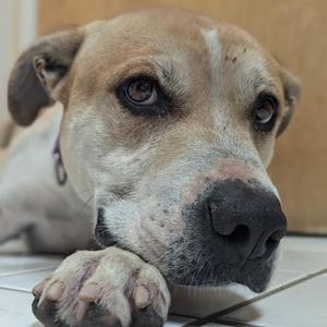 A close-up of a light brown and white dog with its head resting on its paw, looking slightly to the side.