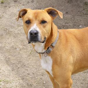 Knuckles, Ridgeback, Rhodesian, adult, available for adoption