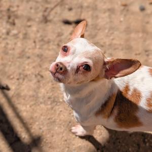 A small chihuahua dog with white and brown fur looks up towards the camera.
