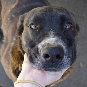 Roxy, Hound, Plott, adult, available for adoption